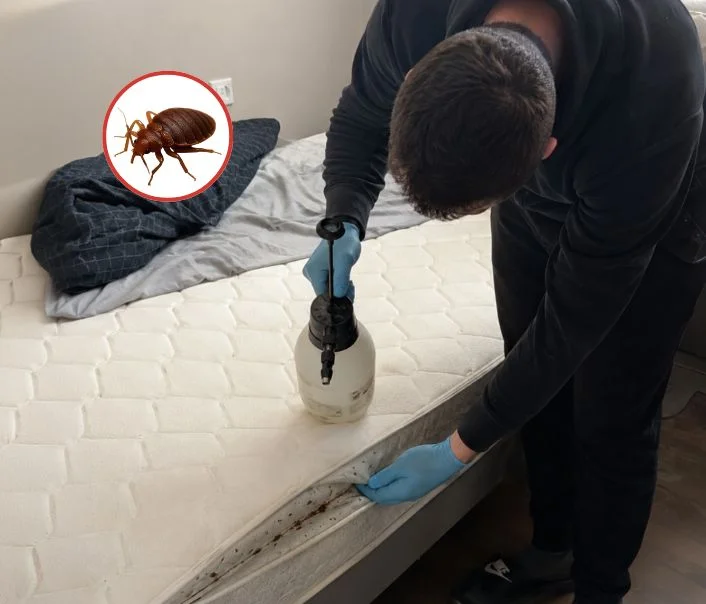 Technicien traitant un matelas contre les punaises de lit à Le Perray-en-Yvelines
